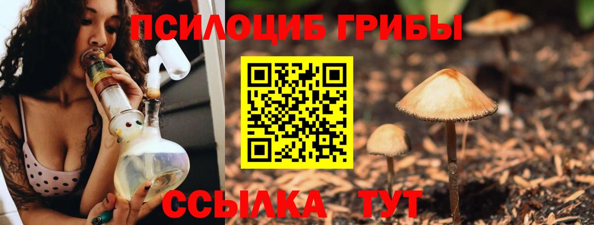 Галлюциногенные грибы Psilocybe Краснодар